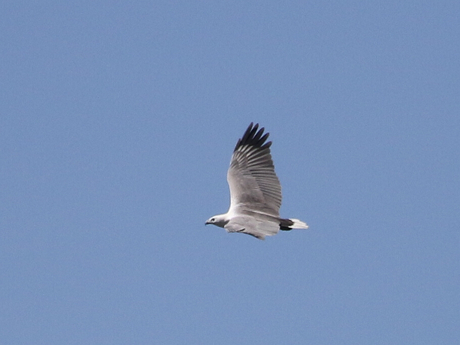 Vol 17 シロハラウミワシ White Bellied Sea EaglesHaliaeetus leucogaster 日本